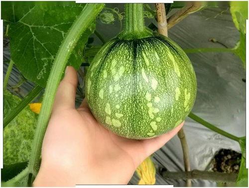 黑料吃瓜网吃瓜小视频